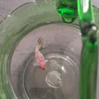 گلد فیشgold fish.معاوضه با گوپی یا هرماهی گیاهخوار