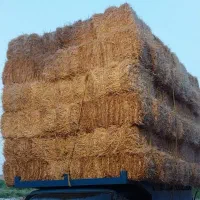 پرس وکاه گندم وجو