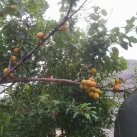 زمین باغی درباقرآباد|فروش زمین و ملک کلنگی|رامیان, |دیوار