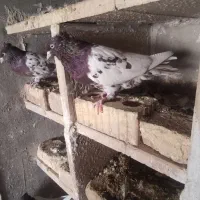 کبوتر کله سرخ، ارسال دارم