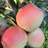 فروش نهال سیب عروس گلدانی