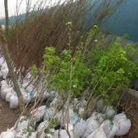 نهالستان گوارشکی درخت گلدانی و روتبال گل و گیاه