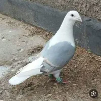 کبوتر دوکت