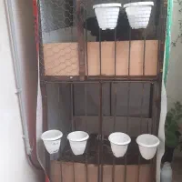 مرغ و خروس لاری باگنجه