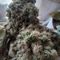 فروش گل .کاکتوس