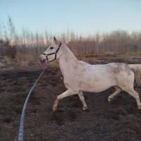 اسب مادیان کرد