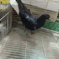 سبز دم سفید