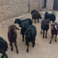 بره ای نر قرقزل قرمز قزل افشار