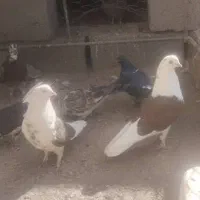 تعدادی کبوتر ...