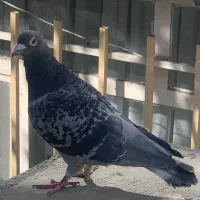 کفتر المانی پولکی کیلو متری ذات دار