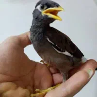 جوجه مینا بسیار خاص و کمیاب