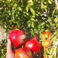 خانه-باغ-100و60قصبی-باغ-سنگی-بلورد