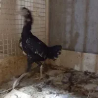مرغ لاری اصیل