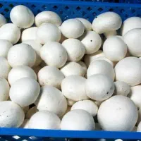 تولید و فروش قارچ دکمه ای لوکس و درجه یک