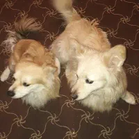 واگذاری دو تا اشپیتز نر 9 ماهه