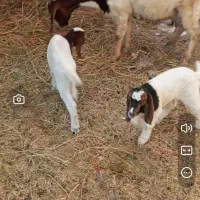 بز با دو کهره نره ماده
