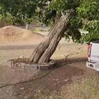 تنه درخت توت قدیمی دماوند