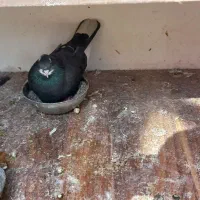 کفتر ساعتی|پرنده|پیشوا, |دیوار