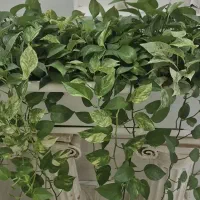 گل پتوس بسیار باکیفبت وزیبا