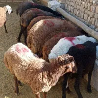 سلام۱۲راس بره نر افشاری قیمت ۳۸۰۰۰۰|حیوانات مزرعه|بوئین زهرا, |دیوار
