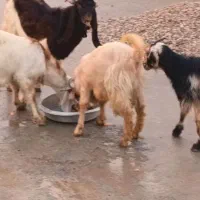 بز داشتی|حیوانات مزرعه|شوشتر, |دیوار