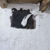 عروس هلندی|پرنده|دامغان, |دیوار