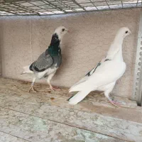 کبوتر پلاکی|پرنده|شاهینشهر, شهرک هشت بهشت|دیوار