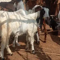 کهره چکل