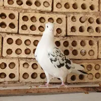 کفتر.تهرونی.زینتی.فاشهای|پرنده|خمینیشهر, |دیوار