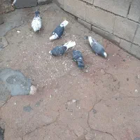 کبوتر|پرنده|اردل, |دیوار