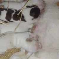 حیوان خانگی سگ پاکوتاه