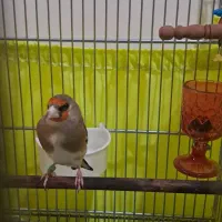 سهره|پرنده|تهران, مشیریه|دیوار