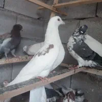 کبوتر پرشی شوط