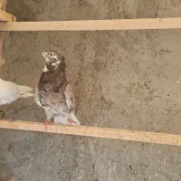 سرور کرواتی کاکولی ماده|پرنده|کهریزک, |دیوار