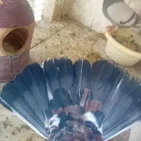 کفتره گرو|حیوانات|قم, شاه ابراهیم|دیوار