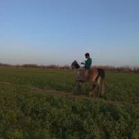 مادیون حامله|اسب و تجهیزات اسب‌سواری|شوشتر, |دیوار