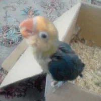 طوطی برزیلی|پرنده|بروجرد, |دیوار