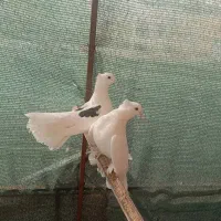 کبوتر دم چتری|پرنده|اصفهان, امیرعرب|دیوار