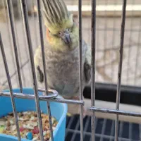 عروس هلندی|پرنده|ایلام, |دیوار