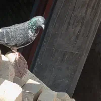 گمشده|حیوانات|یزد, |دیوار