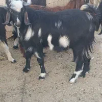 کهره نر چاق