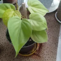 گلهای زیبا|گل و گیاه طبیعی|لاهیجان, آهندان|دیوار