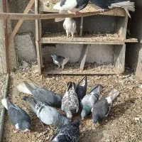 کبوتر|پرنده|بوئین زهرا, |دیوار