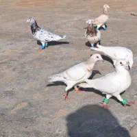 کفتر|پرنده|تایباد, |دیوار