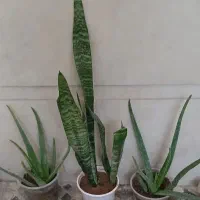 گل طبیعی آلوئه ورا و سانسوریا