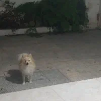 سگ پامرانیان ماده