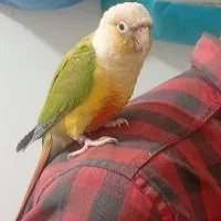 گرینچیک جوجه ۱۵روزه یک عدد