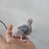 جوجه عروس هلندی|پرنده|زابل, |دیوار