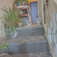 کبوترخرقه ابری|پرنده|اصفهان, شاهد|دیوار