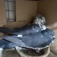 کفتر گم شده